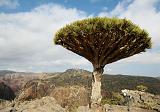 IMG_5097 Albero Sangue di Drago, Dixsam, Socotra